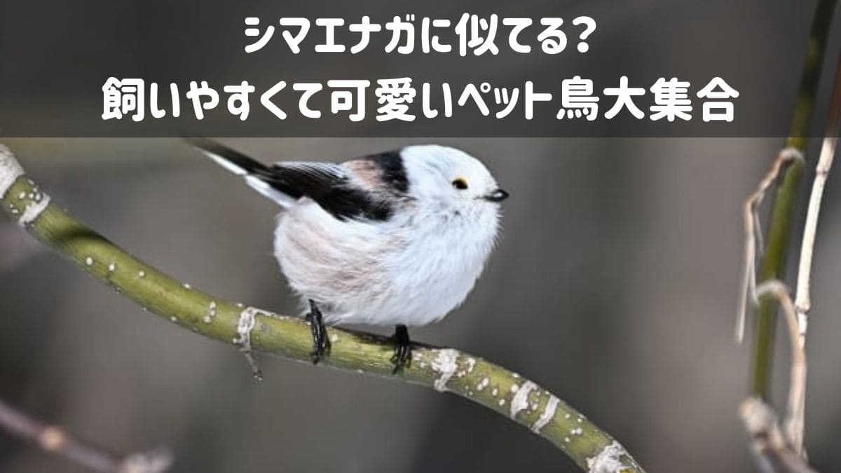 シマエナガ似てる鳥ペット